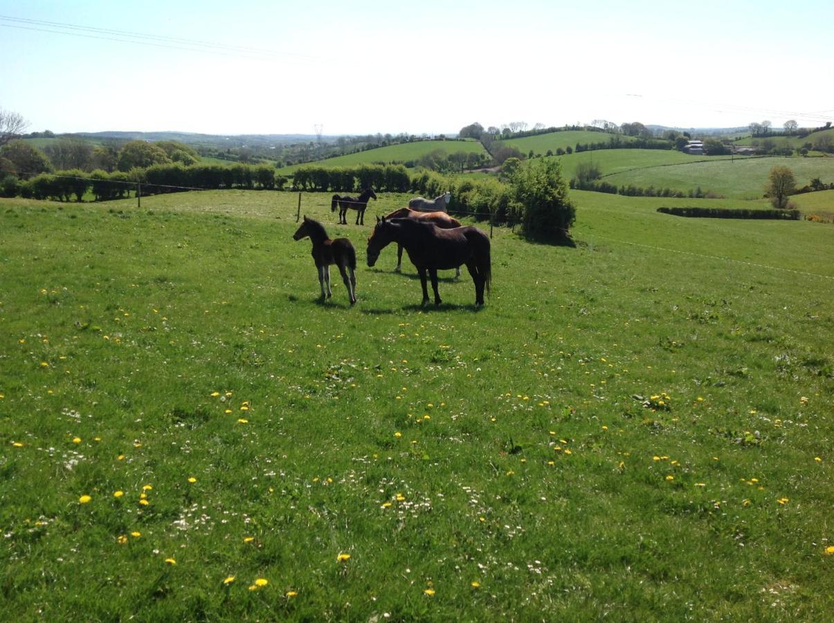 The Rock Equestrian Farm B&B Bailieborough Exterior photo